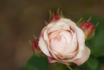 白い薔薇