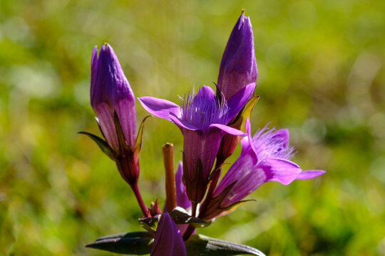 Germany, Close-up of German gentian (Gentianella germanica) blooming in spring