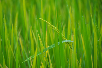 Close to rice plant on paddy field
