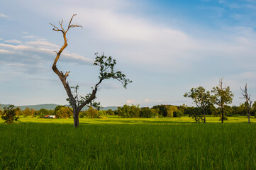 Dry tree in rice green field and blue sky background