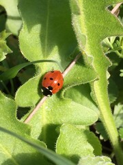 Ladybird