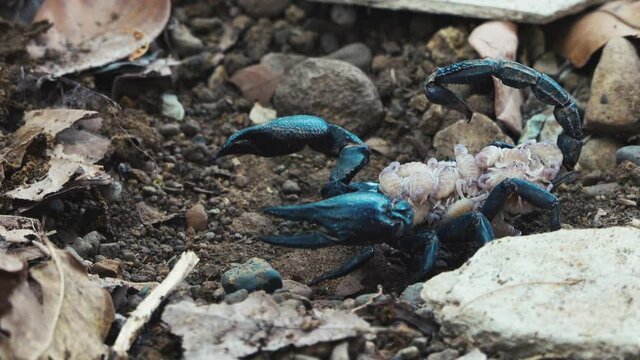 Heterometrus 이미지 찾아보기 601 스톡 사진, 벡터 및 비디오 Adobe Stock