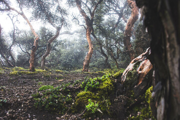 Forest Chimborazo