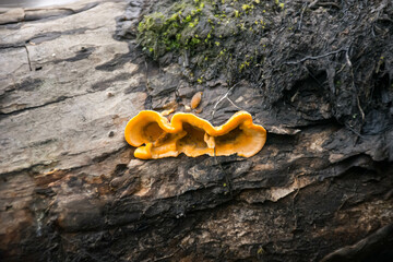 Ecuadorian Fungus