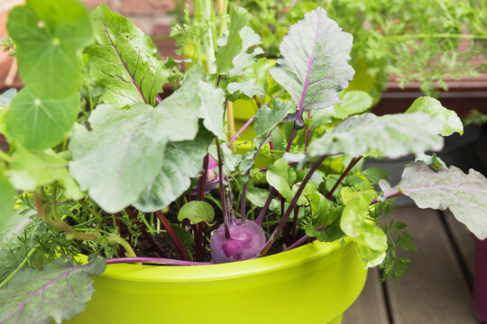 Vegetables Growing In Recycled Plastic Plant Pots On Balcony