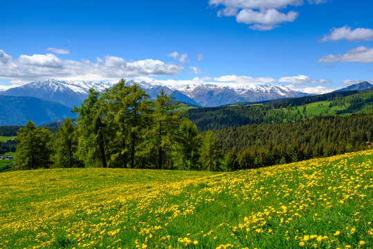 Italy, South Tyrol, Salten, Dandelions blooming in countryside meadow