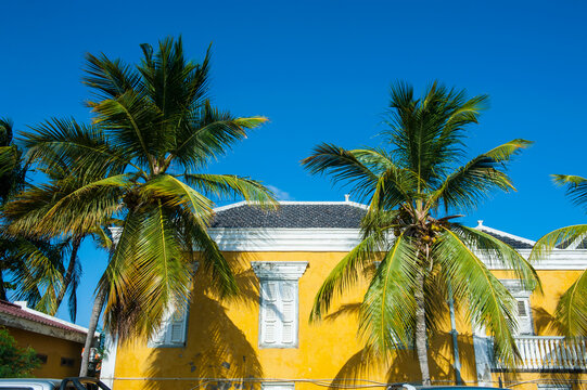 Low angle view of palm trees growing by house against clear blue sky during sunny day, Bonaire, ABC Islands, Caribbean