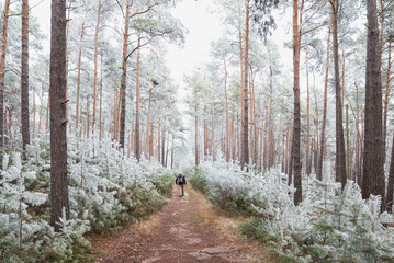 Fototapeta na wymiar Germany, Rhineland-Palatinate, Lone hiker walking in frosted Palatinate Forest