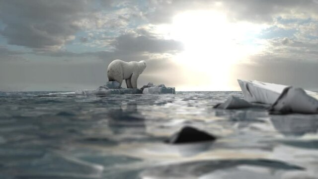 Polar bear Standing on last melting iceberg in the ocean
global warming concept, polar bear in extinction danger, sunset view
