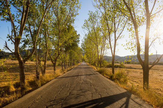 Diminishing perspective of empty road amidst trees during sunny day, Corfu, Ionian Islands, Greece