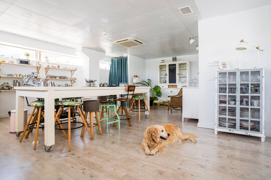 Dog relaxing on hardwood floor in cooking school
