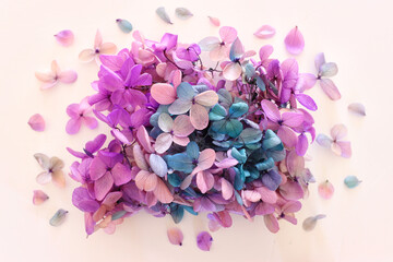 Creative image of pastel pink, turquoise and purple Hydrangea flowers on white background. Top view