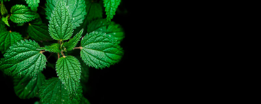 Banner with bunch common nettles in black background, dark key. Weeds on beds in garden. Benefits of nettles, medicinal herbs. Green leaves of spring nettle on a dark background, in a dark key.