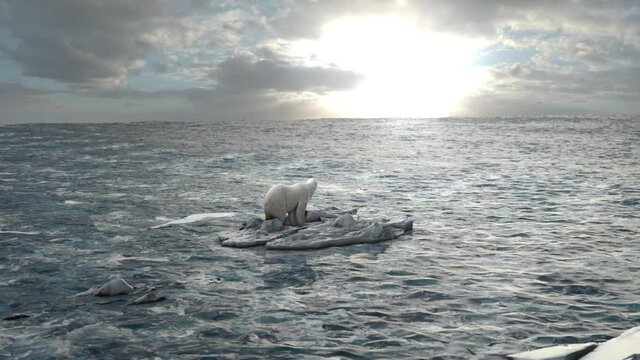 Polar bear Standing on last melting iceberg in the ocean
global warming concept, polar bear in extinction danger, sunset view
