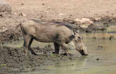 A common warthog drinks water at a muddy waterhole in the wild