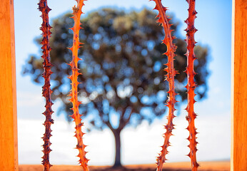 Visual metaphor of tree imprisoned by thorny stems in Lagunas de Villafafila nature reserve