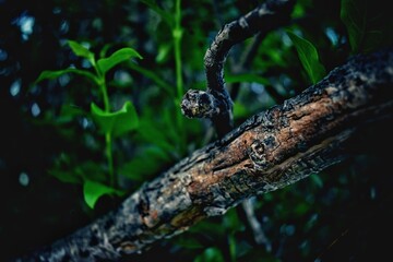 close up of a tree branch.