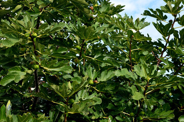 Ficus carica, the common fig, is the species known around the world for its edible fig and has been cultivated for thousands of years, with traces of found in excavations of Neolithic
