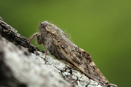Cicada perching on tree trunk
