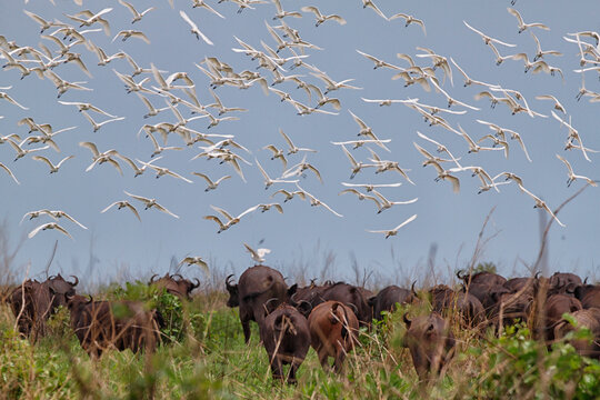 Democratic Republic Of Congo, Flock of cattle egrets (Bubulcus ibis) flying over herd of African buffaloes (Syncerus caffer)