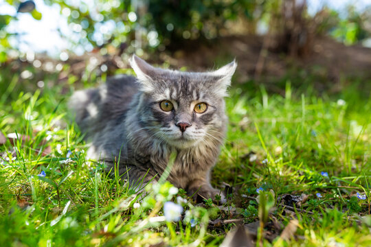 Portrait of young gray cat lying on grass