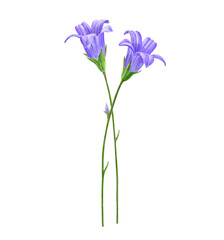 drawing bellflowers , Campanula patula , spreading bellflower isolated floral elements at white background, hand drawn illustration