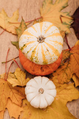 Beautiful autumn composition of three pumpkins and yellow maple leaves
