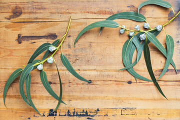 Branches of southern blue gum (Eucalyptus globulus) on wooden surface