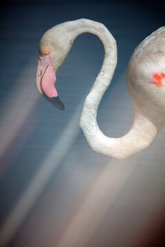Cropped image of flamingo (Phoenicopterus roseus) standing in water