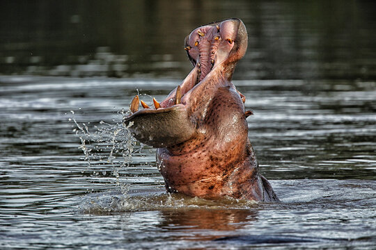 Democratic Republic of Congo, Head of hippopotamus (Hippopotamus amphibius) bathing in river in Garamba National Park
