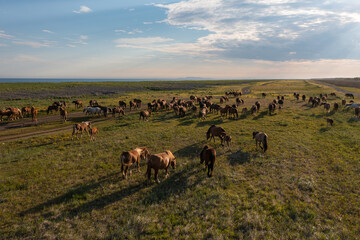 Naklejka na ściany i meble A herd of horses in the meadow. A group of stallions graze, eat grass. Summer walking of farm animals in nature. Domestic mares top view. Mammals in the wild. Daytime landscape of the tundra.