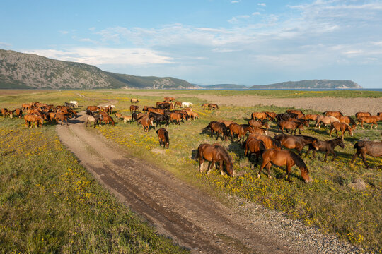 Herd of horses in the pasture. A group of stallions graze, eat grass. Summer walking of farm animals near the road. Domestic mares top view. Mammals in the wild. Natural landscape among the hills.