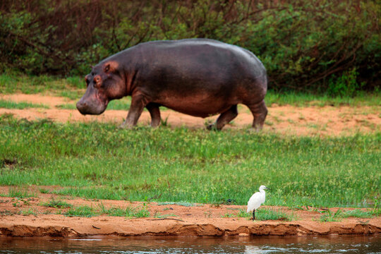 Democratic Republic Of Congo, Hippopotamus (Hippopotamus amphibius) and cattle egret (Bubulcus ibis) in Garamba National Park
