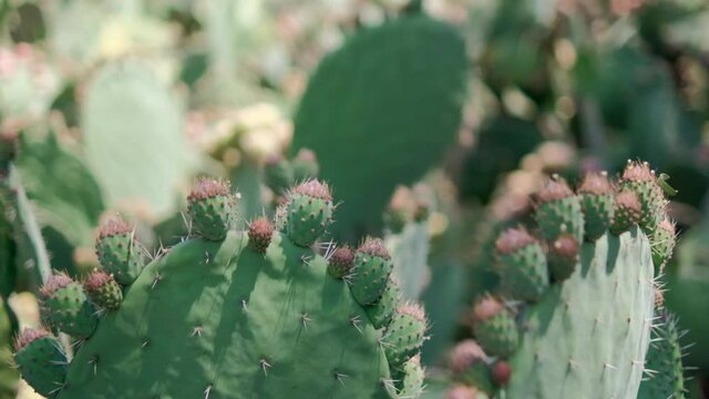 Bright sunlight on Mexican nopal plant with blurry background.