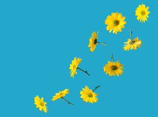 yellow chrysanthemum flowers on a blue background, minimalism creative concept