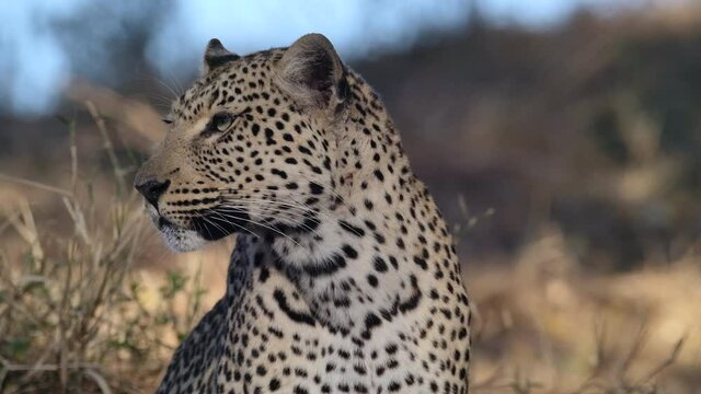 Beautiful closeup of a female leopard turning her head, Greater Kruger.