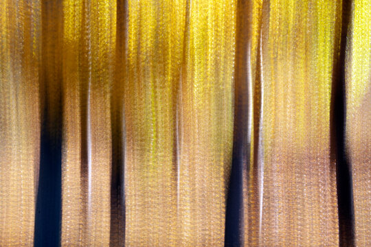 Trees in autumn