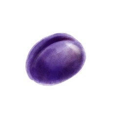 drawing blue plum, fruit at white background, hand drawn illustration