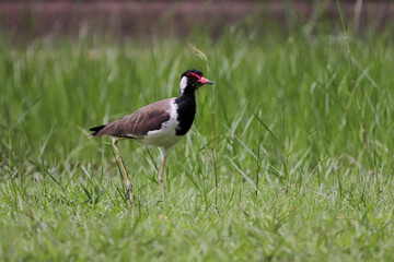 great crested grebe