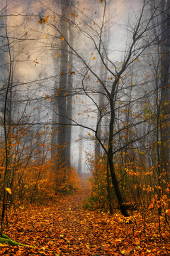 Germany, Wuppertal, Foggy forest in autumn