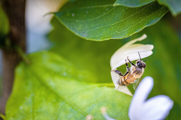 Bee on a white flower collecting pollen and nectar for the hive