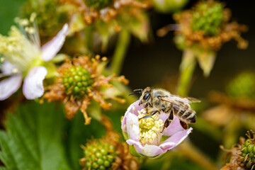 Bee on a white blackberry flower collecting pollen and nectar for the hive