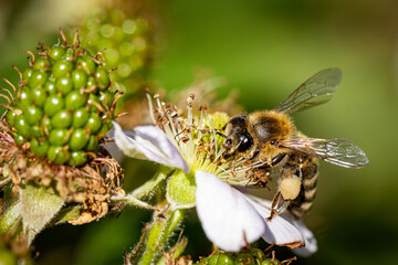 Bee on a white blackberry flower collecting pollen and nectar for the hive