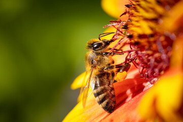 Bee on a orange flower collecting pollen and nectar for the hive