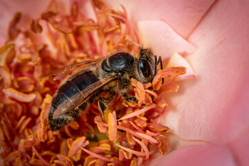 Bee on a pink rose gathering pollen and nectar