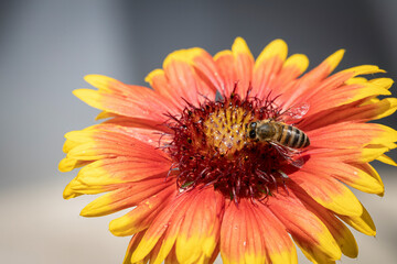 Bee on a orange flower collecting pollen and nectar for the hive