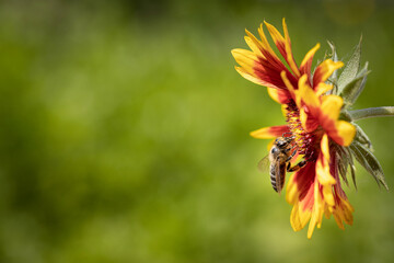 Bee on a orange flower collecting pollen and nectar for the hive
