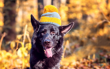 Black German shepherd dog in a knitted hat in the autumn forest. Autumn mood