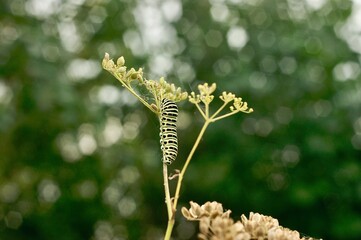 caterpillar on a branch
