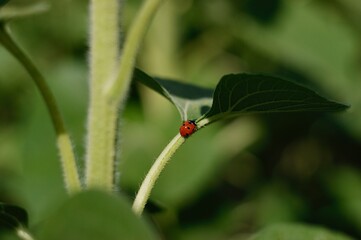 ladybug on a leaf